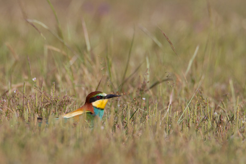 bijeneter rocio 28-04-2011 13.jpg