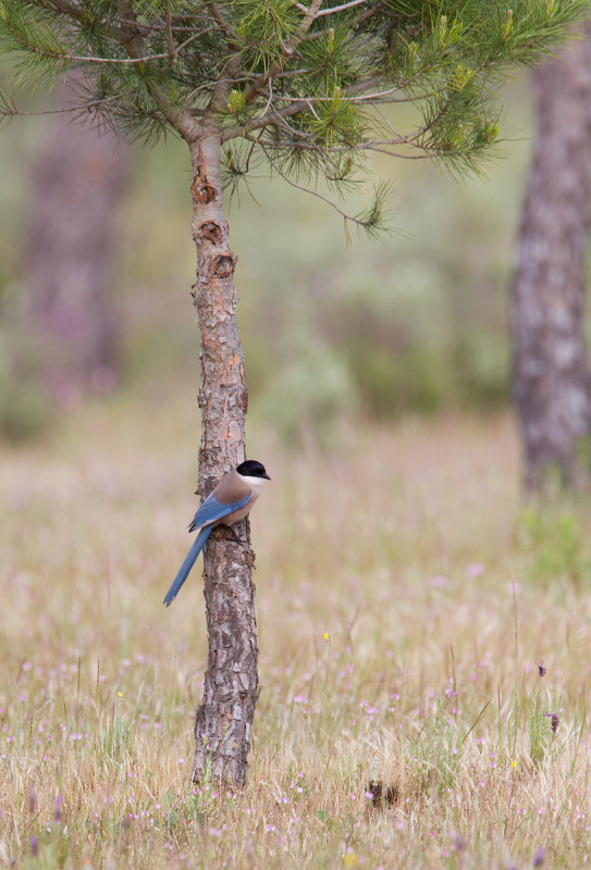 blauwe ekster donana 24-04-2011 2.jpg