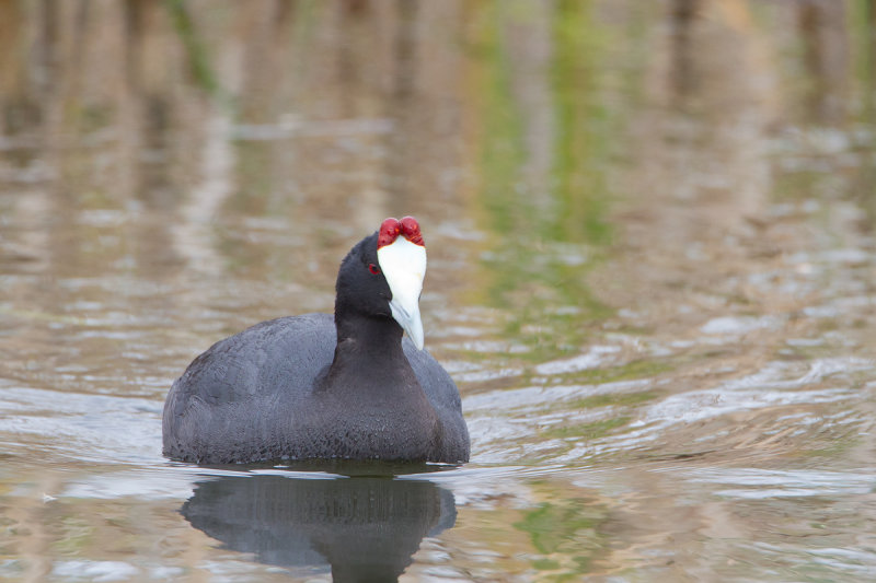 knobbelmeerkoet huelva 22-04-2011 5.jpg