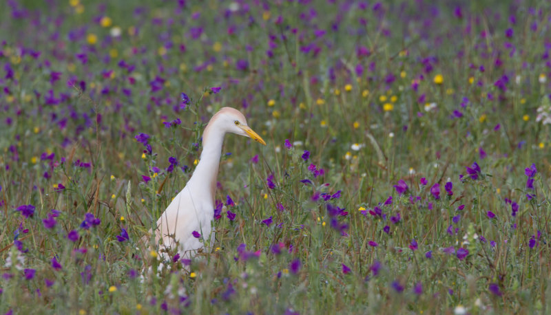 koereiger donana 24-04-2011.jpg