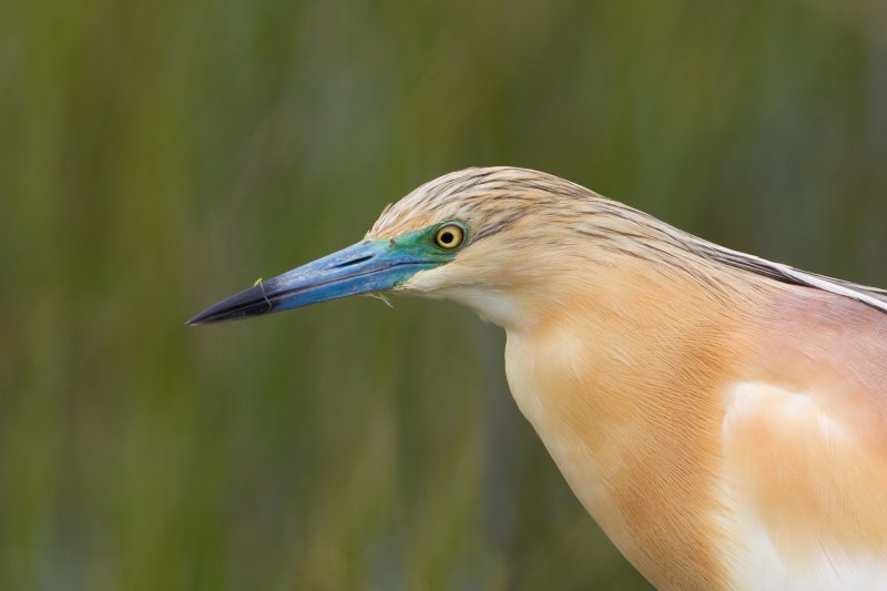 ralreiger donana 24-04-2011.jpg