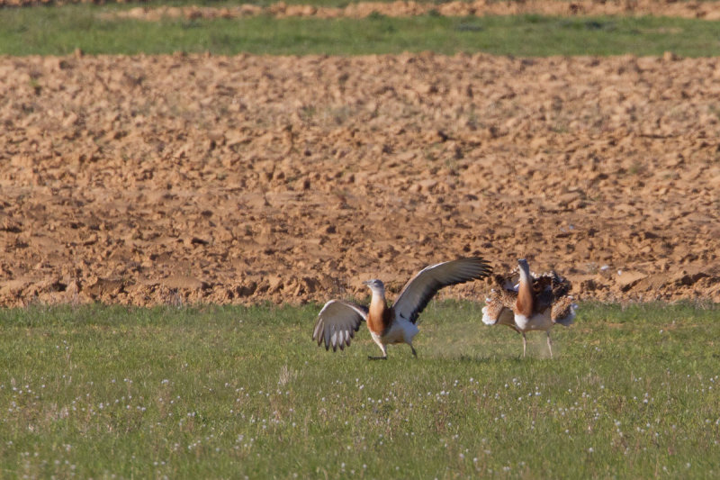 grote trap spanje 13-04-2011 16.jpg