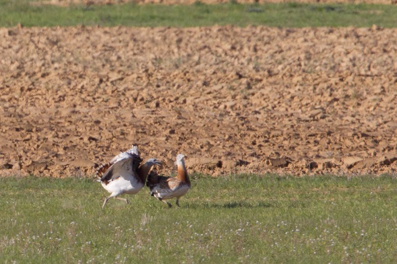 grote trap spanje 13-04-2011 14.jpg