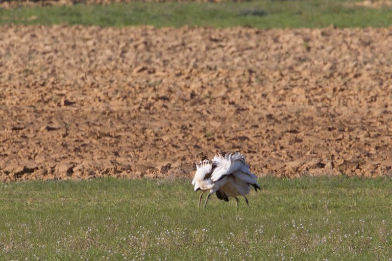 grote trap spanje 13-04-2011 11.jpg