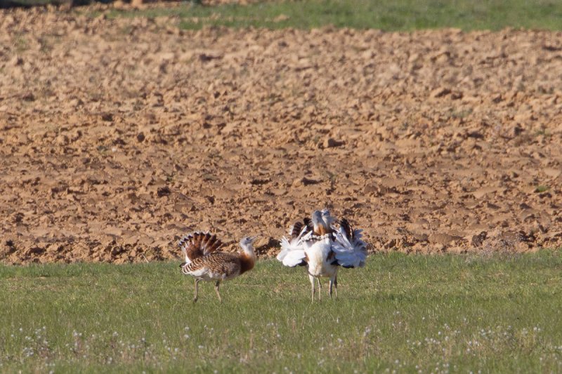 grote trap spanje 13-04-2011 9.jpg