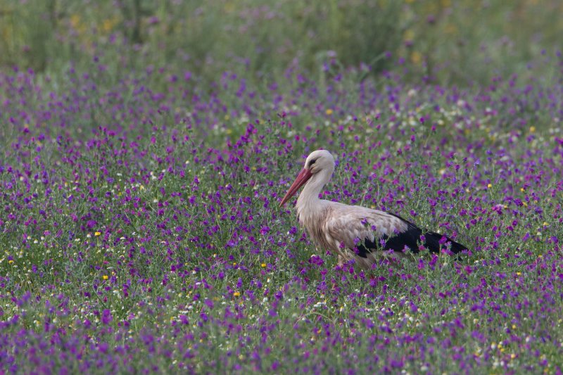 ooievaar donana 24-04-2011 2.jpg