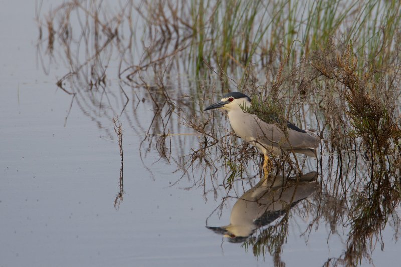 kwak donana 24-04-2011 2.jpg