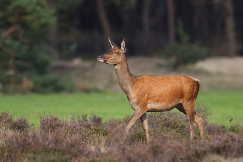 edelhert hoge veluwe 18-09-2010 4.jpg