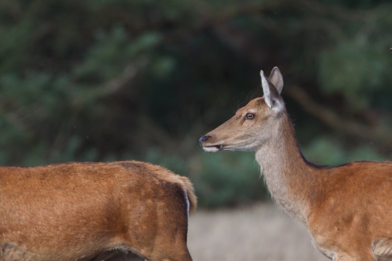 edelhert hoge veluwe 18-09-2010 5.jpg