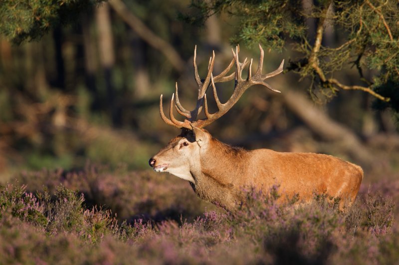 edelhert hoge veluwe 18-09-2010 8.jpg