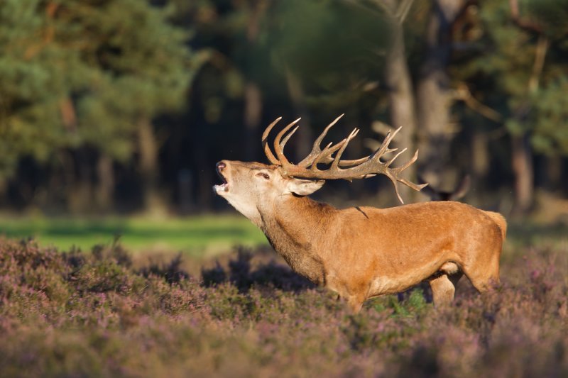 edelhert hoge veluwe 18-09-2010 10.jpg