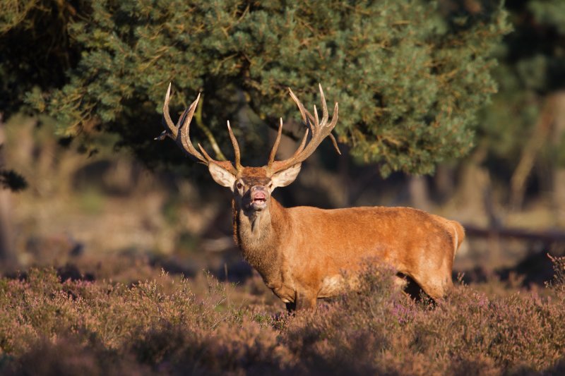 edelhert hoge veluwe 18-09-2010 11.jpg