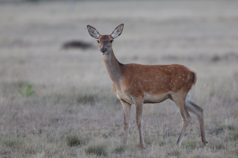 edelhert hoge veluwe 18-09-2010 15.jpg