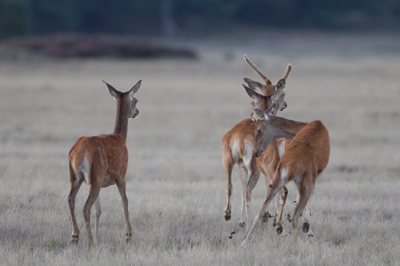 edelhert hoge veluwe 18-09-2010 16.jpg