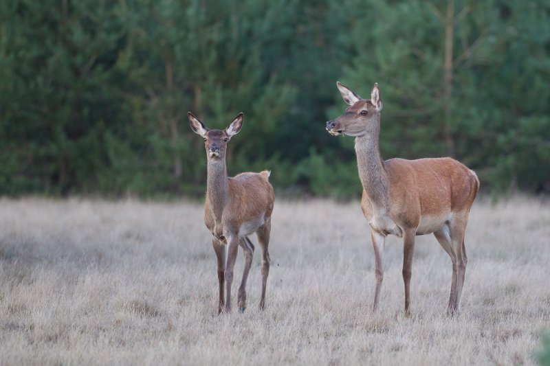 edelhert hoge veluwe 18-09-2010 17.jpg