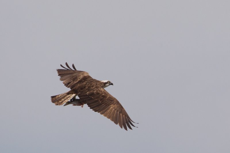 visarend ijsselmonding 20-08-2011 2.jpg