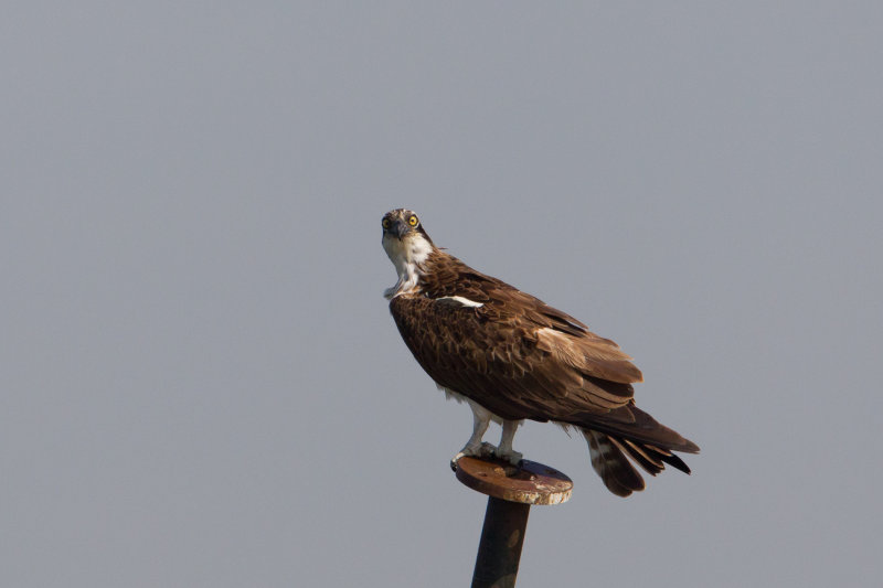 visarend ijsselmonding 20-08-2011 4.jpg