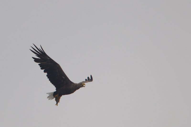 zeearend ijsselmonding 20-08-2011.jpg