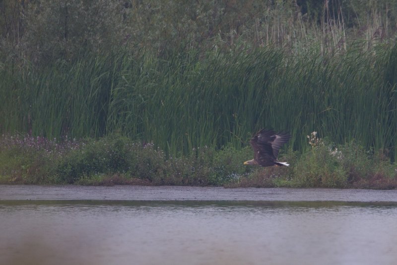 zeearend ijsselmonding 20-08-2011 2.jpg