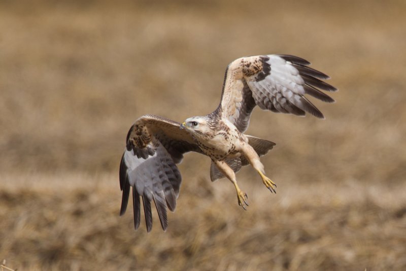 buizerd nop 27-08-2011.jpg