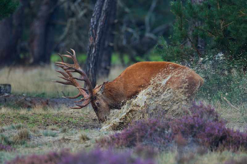 edelhert 16-09-2011 hoge veluwe.jpg