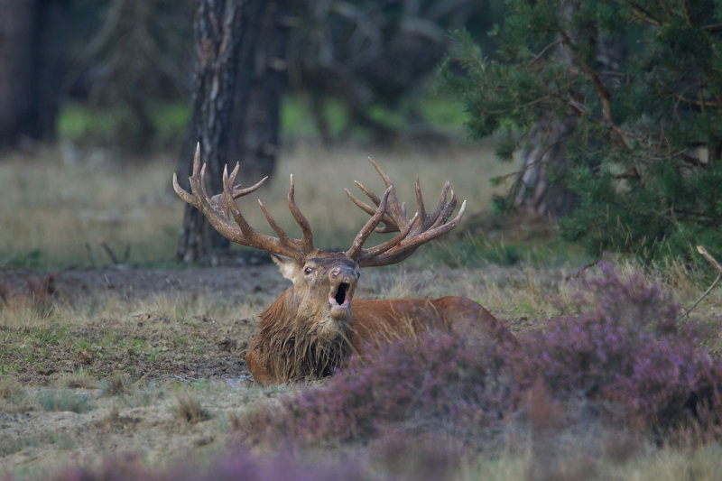 edelhert 16-09-2011 hoge veluwe 4.jpg