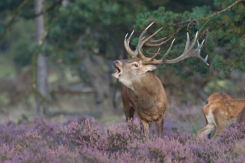 edelhert 16-09-2011 hoge veluwe 10.jpg