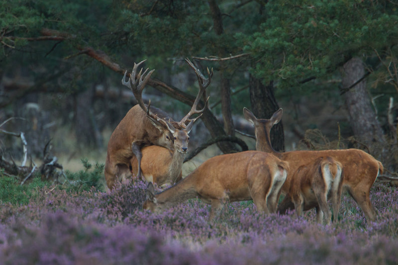 edelhert 16-09-2011 hoge veluwe 12.jpg
