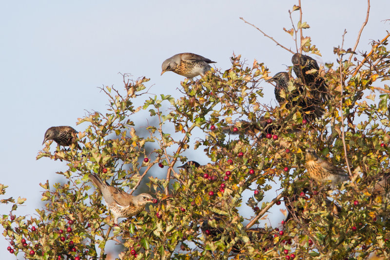 kramsvogel ijsselmonding 1-11-2011 3.jpg