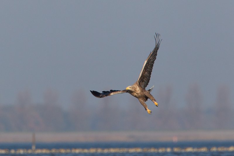 zeearend ijsselmonding 1-11-2011 2.jpg