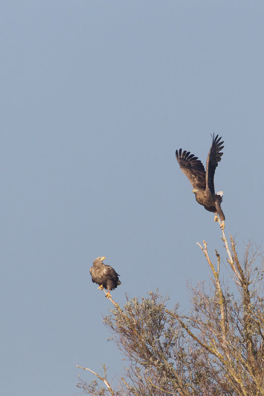 zeearend ijsselmonding 1-11-2011 7.jpg