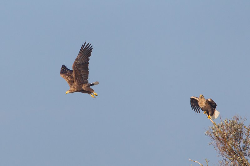 zeearend ijsselmonding 1-11-2011 8.jpg