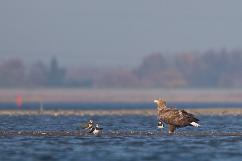 zeearend ijsselmonding 1-11-2011 9.jpg