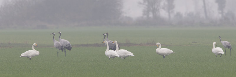 wilde zwaan diepholz 7-11-2011.jpg