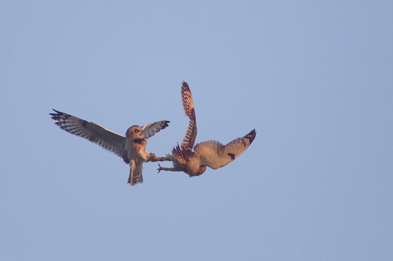 velduil 19-11-2011 uitkerkse polder 4.jpg