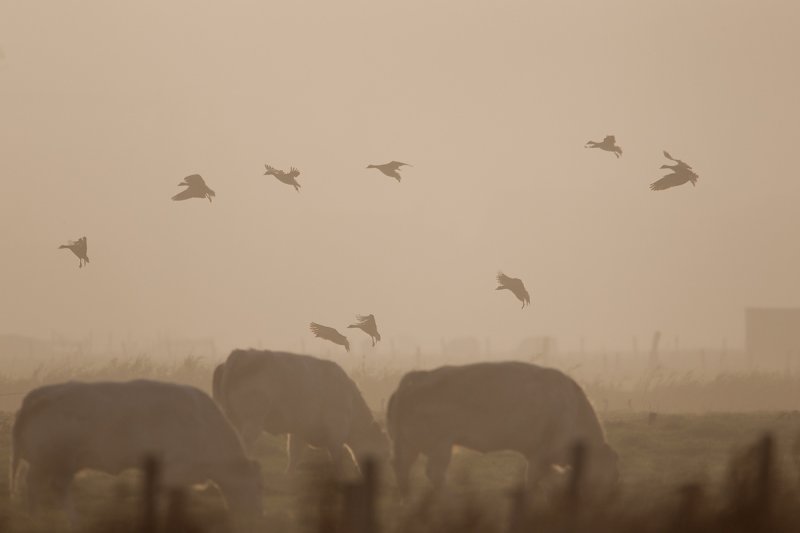 19-11-2011 uitkerkse polder.jpg