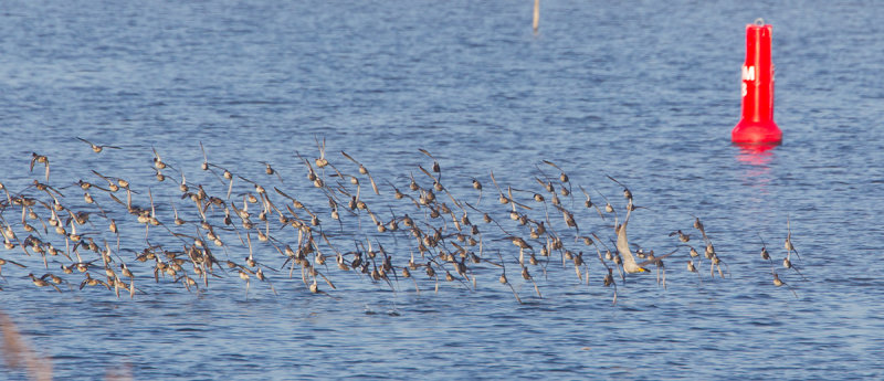 slechtvalk vossemeer 2011-11-12 3.jpg