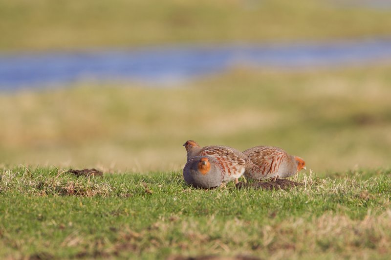 patrijs uitkerkse polder 17-12-2011 2.jpg