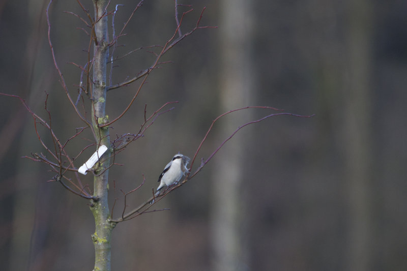klapekster bos 20-01-2012 3.jpg