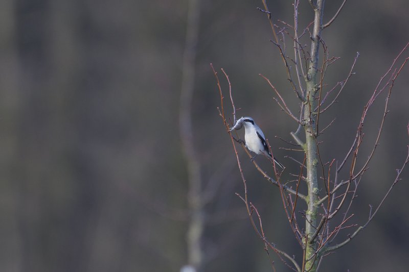 klapekster bos 20-01-2012 5.jpg