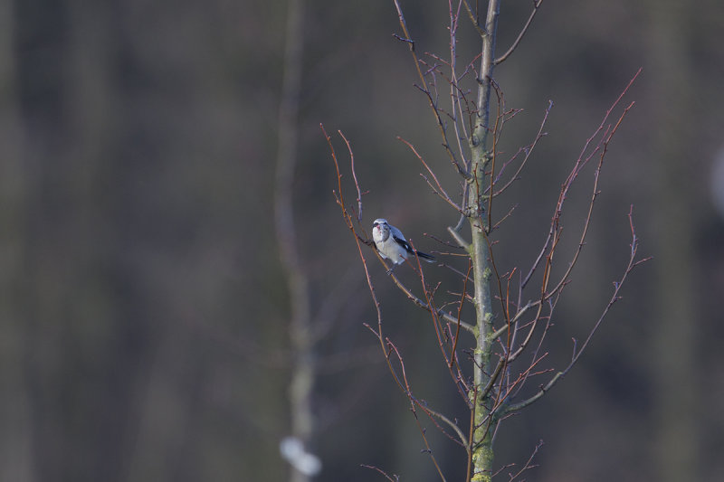 klapekster bos 20-01-2012 7.jpg