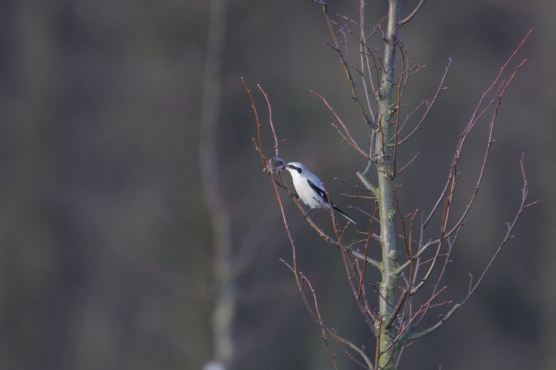 klapekster bos 20-01-2012 8.jpg