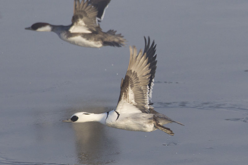 nonnetjes ketelmeer 4-02-2012 2a.jpg
