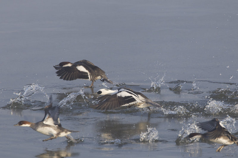 nonnetjes ketelmeer 4-02-2012 a.jpg