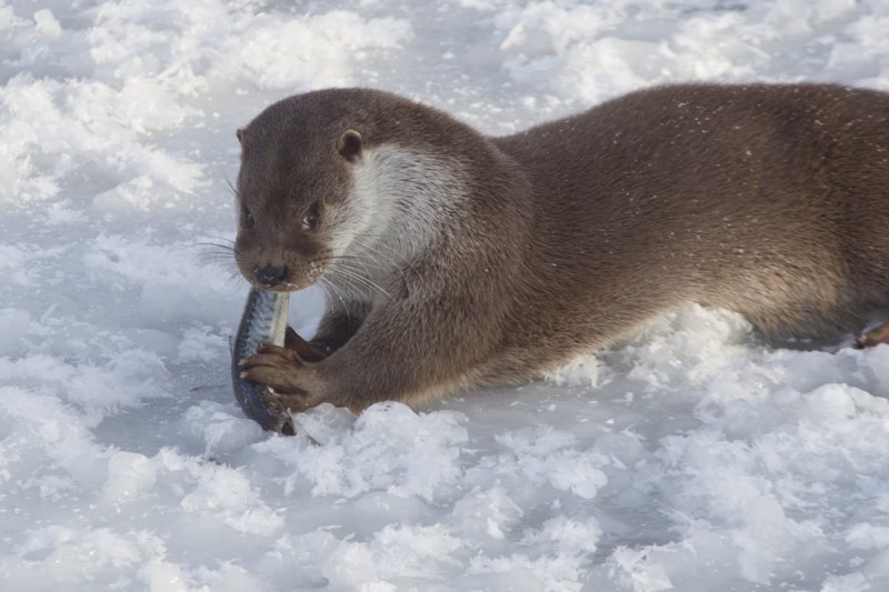otter natuurpark 2-2012 3 a.jpg