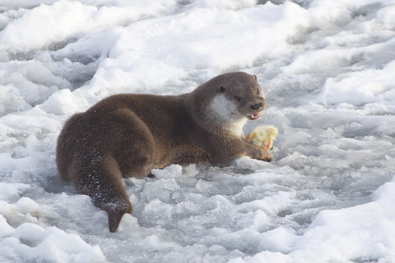 otter natuurpark 2-2012 a.jpg