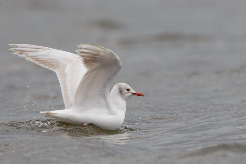 leucitische kokmeeuw ketelmeer 17-04-2012 4.jpg