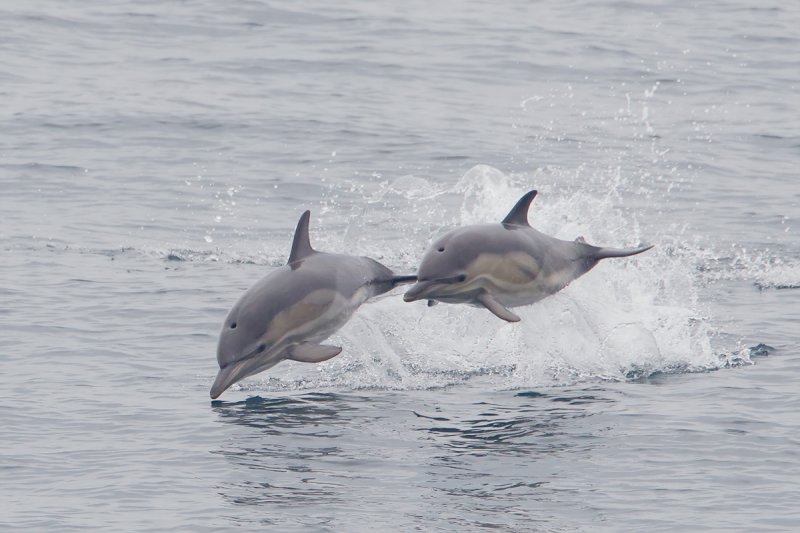commen dolphin  zwarte zee 03-2012 pb.jpg