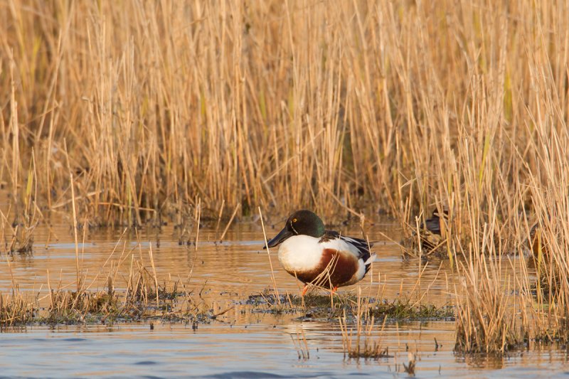 slobeend ezumakeeg 20-04-2012.jpg