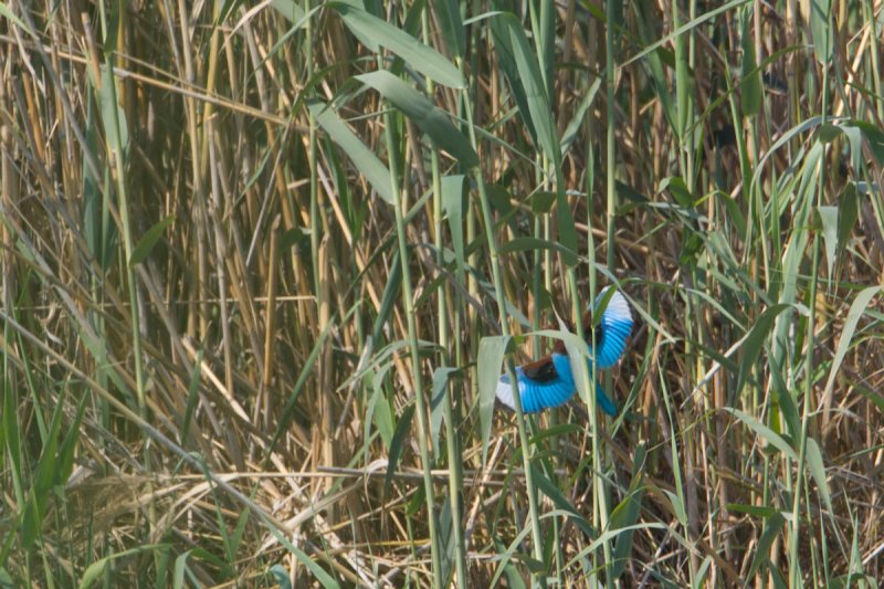 smyrna ijsvogel egypt 27-03-2012 4.jpg